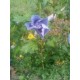 Гибискус сирийский Голубой сатин (Hibiscus syriacus Blue Satin)